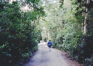 Road to Calakmul